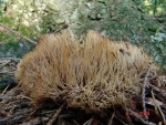 Weissliche Borstenkoralle-Pterula subulata