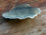 Blauer Saftporling-Spongiporus caesius