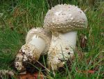 Stachelschuppige Wulstling-Amanita solitaria