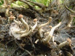 Gewöll-Hornpilz-Onygena corvina