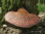 Leberpilz-Fistulina hepatica