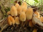 Glimmertintling-Coprinellus micaceus