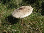 Parasol-Macrolepiota procera