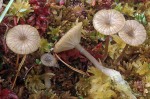 Schuppiger Torfmoosnabeling-Arrhenia sphagnicola