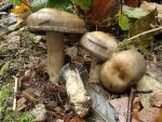 Bitterer Schleimkopf-Cortinarius infractus