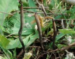 : Clavaria-Clavaria asperulispora