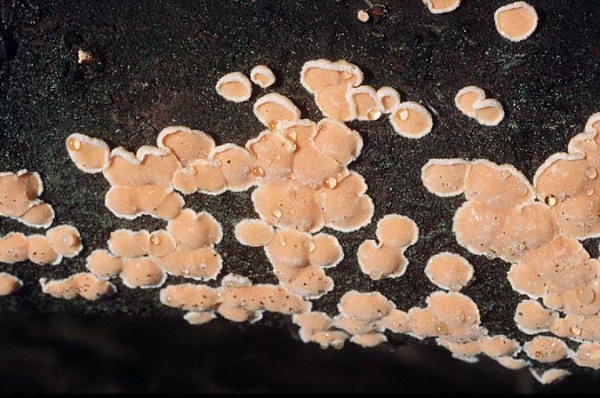 Orangefarbene Mehlscheibe-Aleurodiscus amorphus