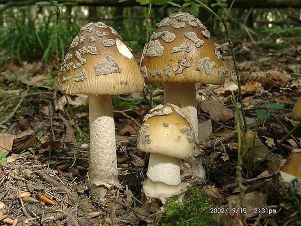 Riesenscheidenstreifling-Amanita ceciliae