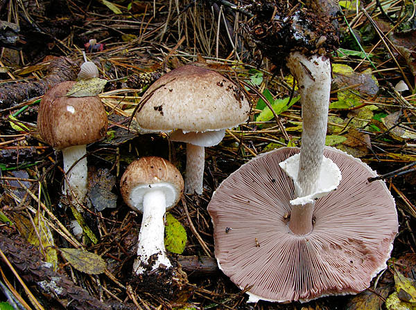 Braunscheckiger Stinkegerling-Agaricus impudicus